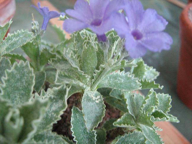 Primula marginata caerulea 