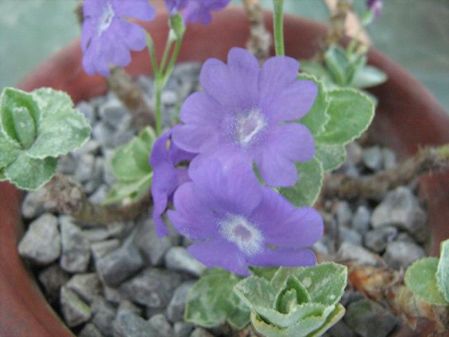 Primula marginata 'Dr Jenkin' 