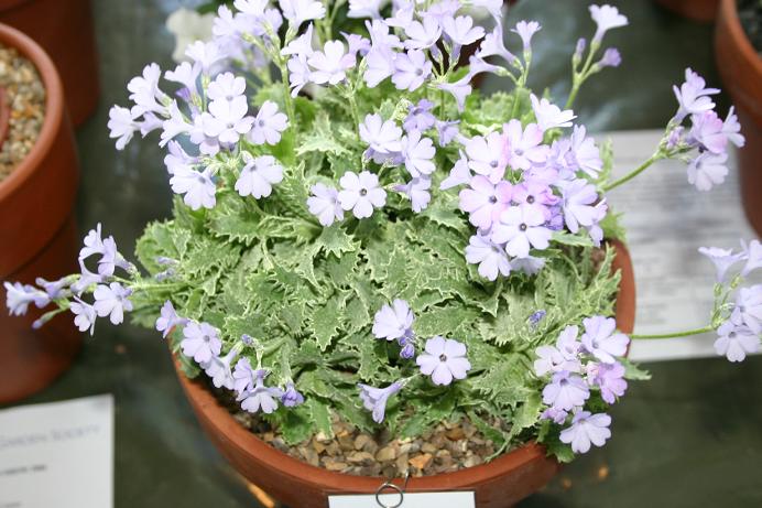 Primula marginata 'Holly Leaf' 