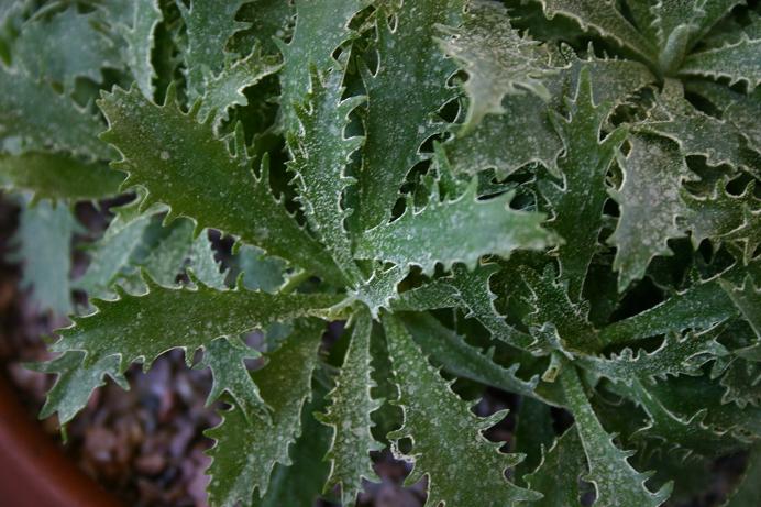 Primula marginata 'Holly Leaf' 