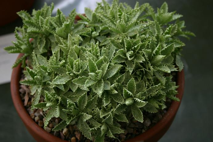 Primula marginata 'Holly Leaf' 