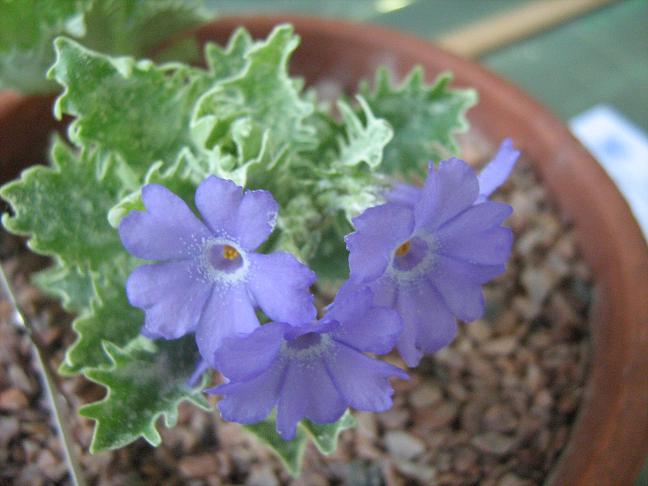 Primula marginata laciniata 