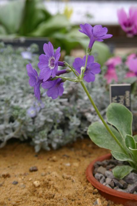 Primula marginata 'Marven' 