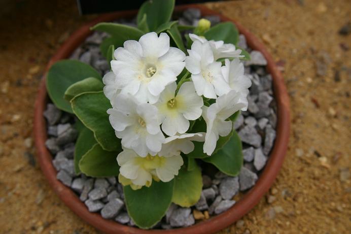 Primula marginata 'Snow White' 