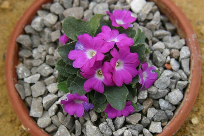 Primula 'Maurice Dryden' 