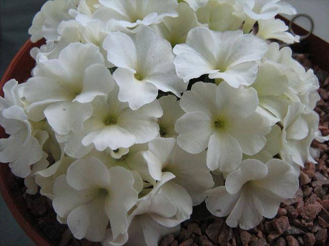 Primula 'Milkmaid' 