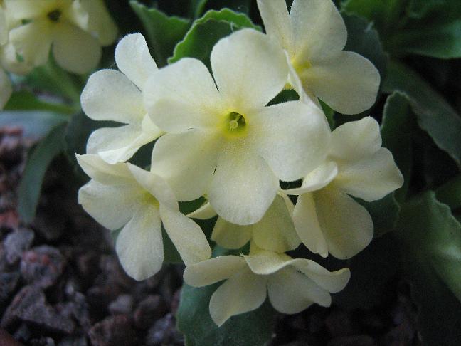 Primula 'Moonbeam' 