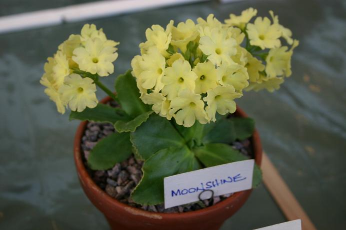 Primula 'Moonshine' 