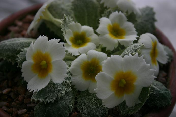 Primula 'Netta Dennis' 