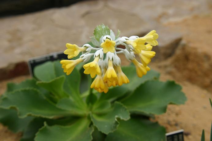 Primula palinuri 