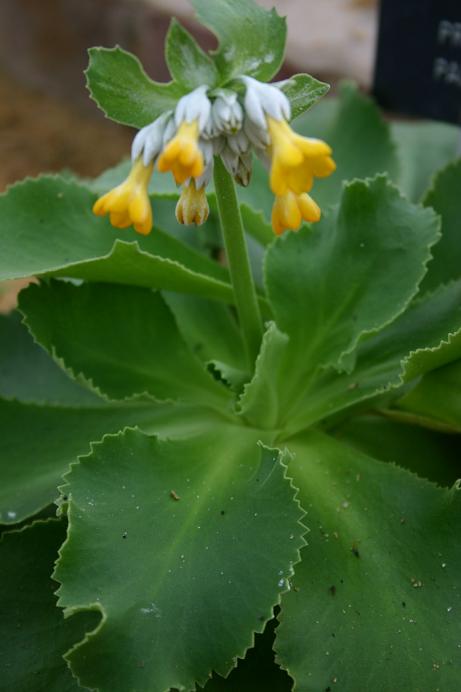 Primula palinuri 