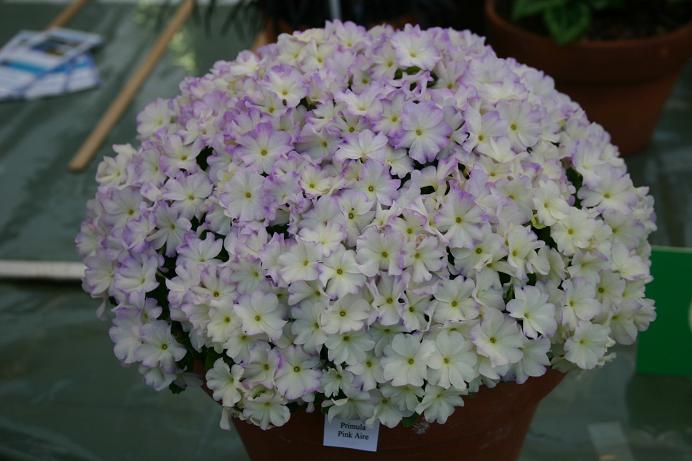 Primula 'Pink Aire' 