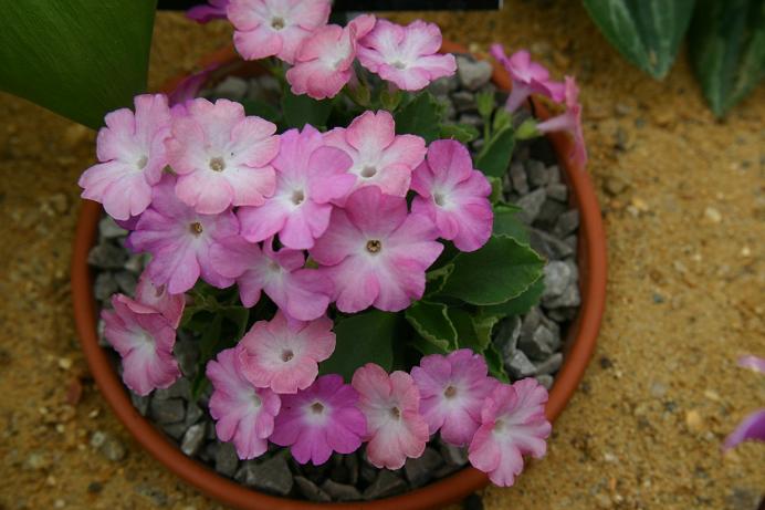 Primula 'Pink Fairy' 