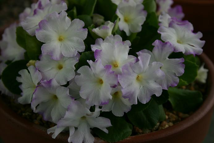 Primula 'Pink Ice' 