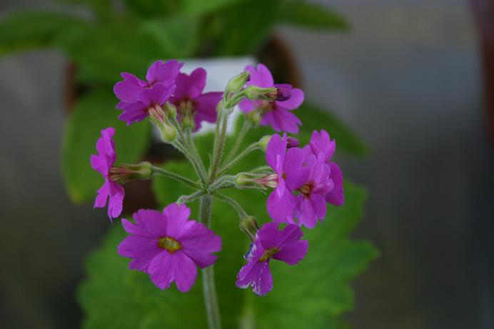 Primula polyneura 