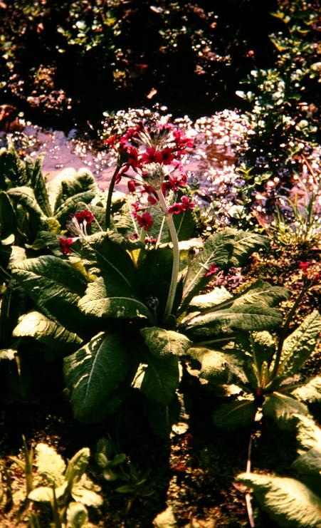 Primula pulverulenta 