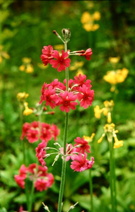 Primula pulverulenta 