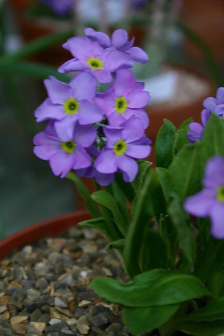 Primula rusbyi 