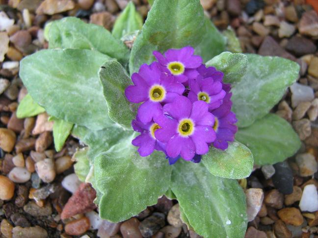 Primula scotica 