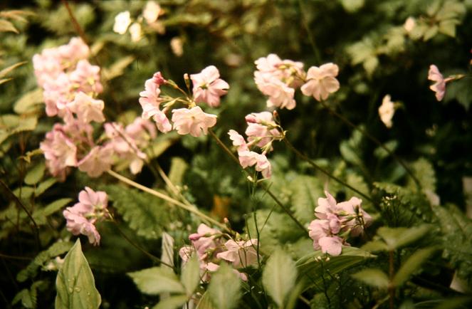 Primula sieboldii  