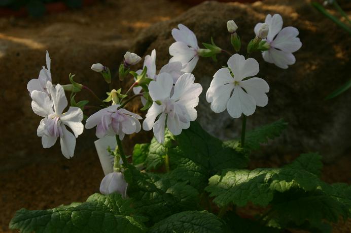 Primula 'Aiagasa' 