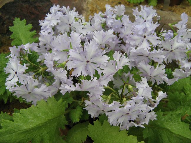 Primula sieboldii 'Aoba' 