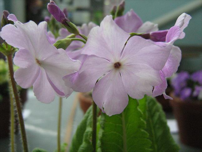 Primula sieboldii 'Daikoshi' 