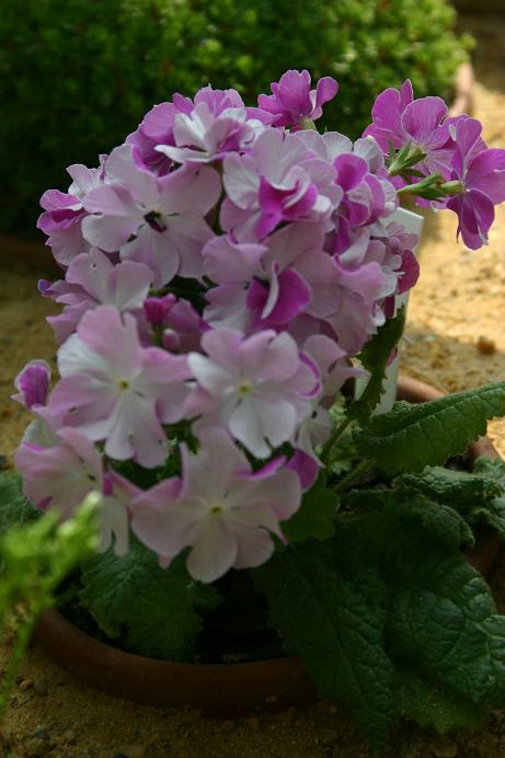 Primula sieboldii 'Flamenco' 