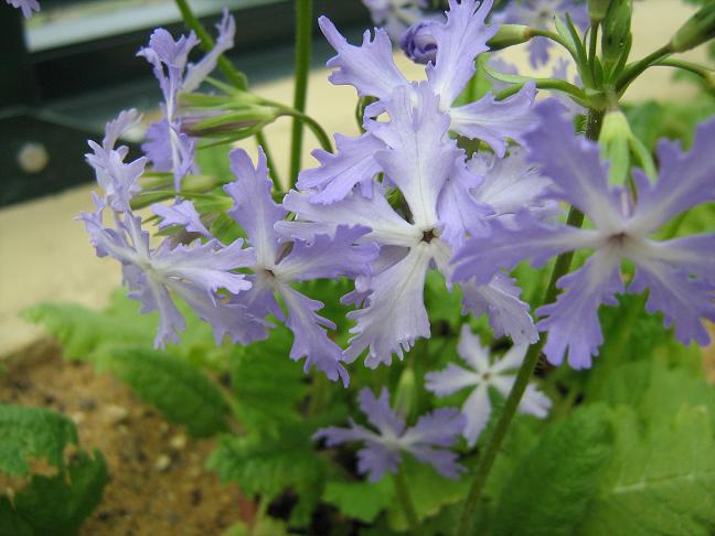 Primula sieboldii 'Fuha' 