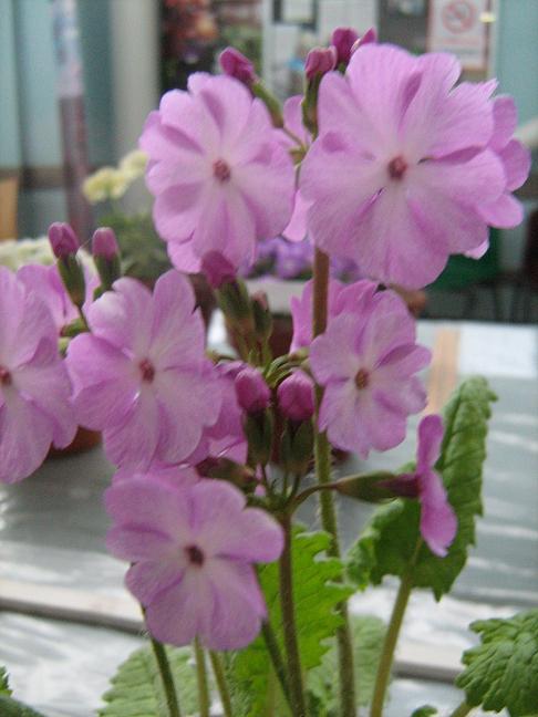 Primula sieboldii 'Geisha Girl' 