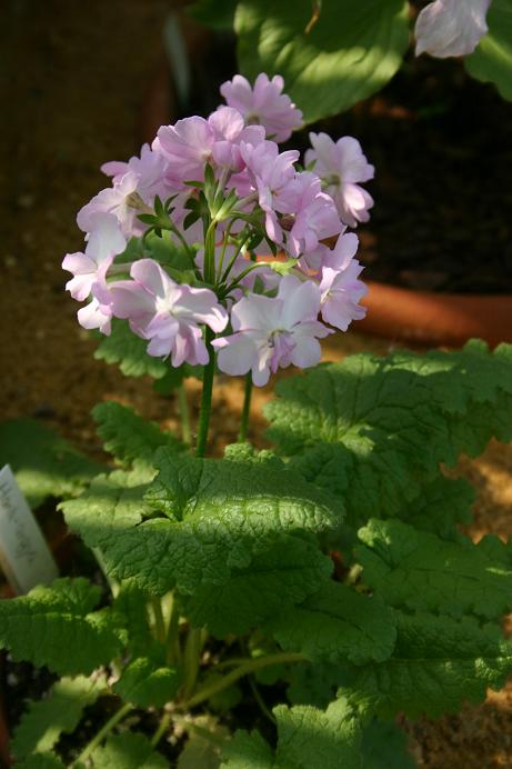 Primula sieboldii 'Hama-angya' 