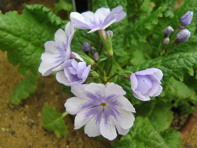 Primula sieboldii 'Hana Monyo' 