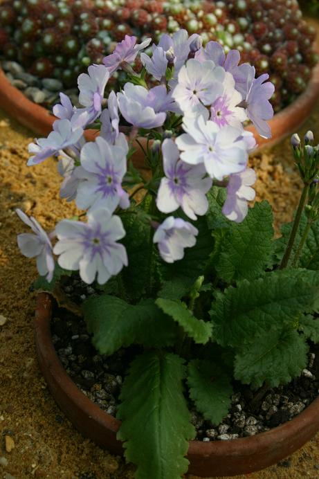 Primula sieboldii 'Hana Monyo' 