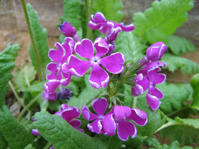 Primula sieboldii 'Hibai-no-kageyuki' 