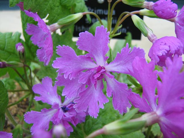 Primula sieboldii 'Ishin-denshin' 