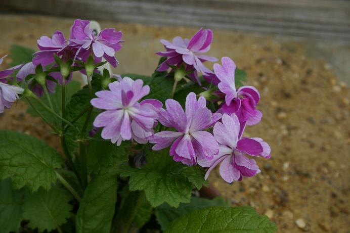 Primula sieboldii 'Koh Arubiyori' 