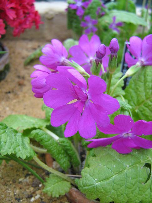 Primula sieboldii 'Kokorre-beni' 