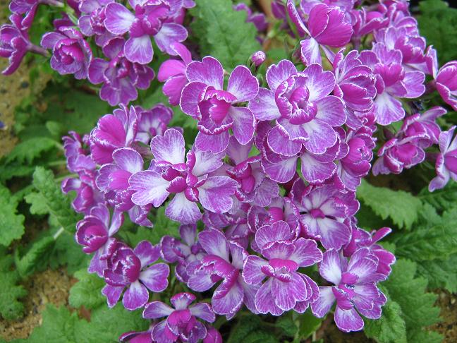 Primula sieboldii 'Ko-odori' 