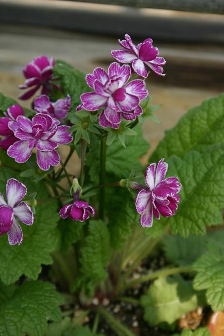 Primula sieboldii 'Ko-odori' 