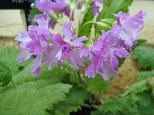 Primula sieboldii 'Mai Momijii' 