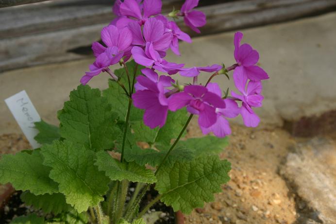 Primula sieboldii 'Memory' 