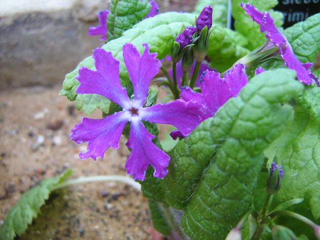 Primula sieboldii 'Nerimi Koshi' 