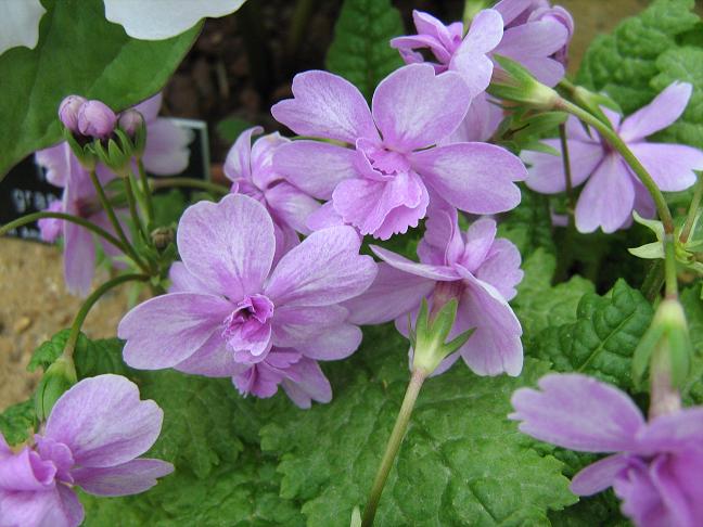 Primula sieboldii 'Osana-najimi' 