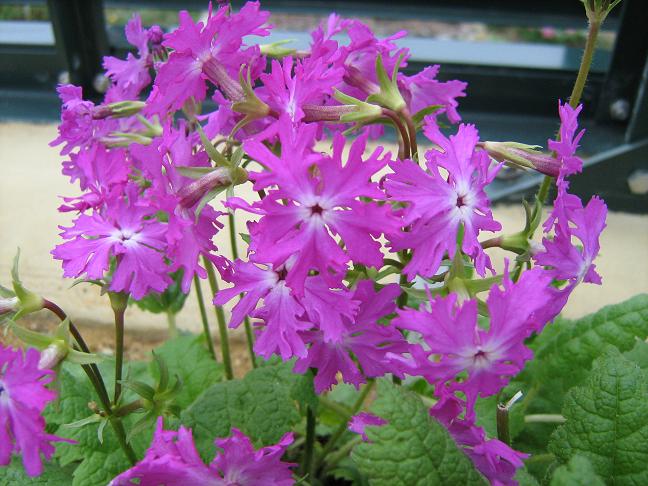 Primula sieboldii 'Sangosho' 