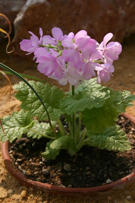 Primula sieboldii 'Shunkei' 