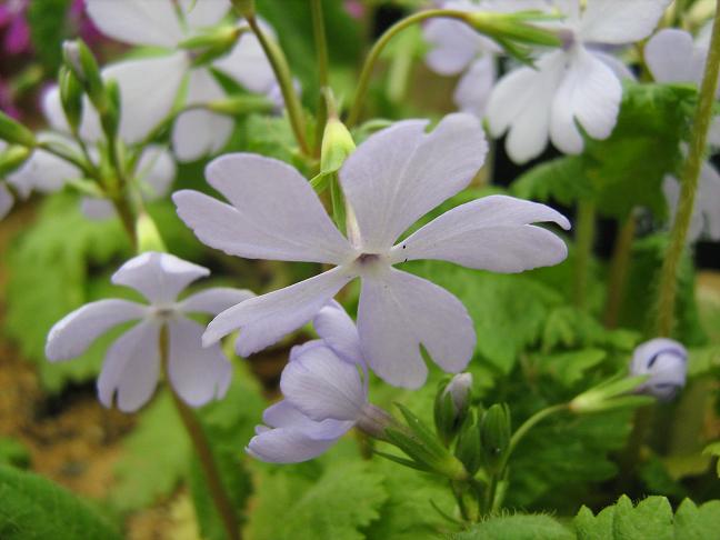 Primula sieboldii 'Susai' 