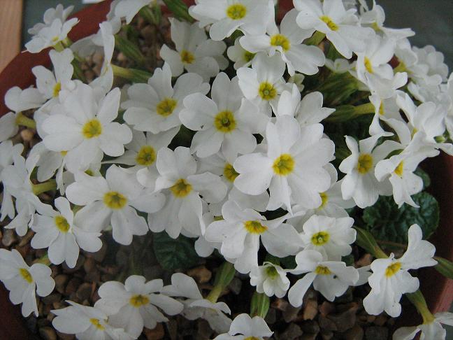 Primula 'Snow Cushion' 