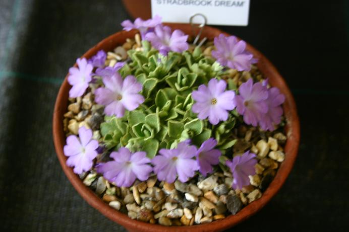 Primula 'Stadbrook Dream' 