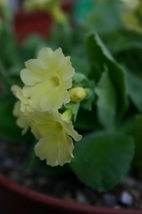 Primula 'Tinneys Hope' 