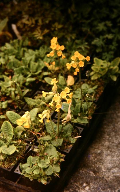 Primula veris 